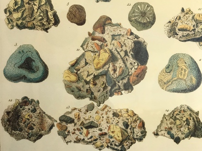Albertus Seba Cabinet of Natural Curiosities. Poster