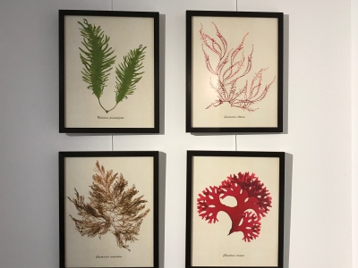 Seaweed herbarium