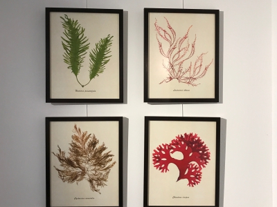 Seaweed herbarium