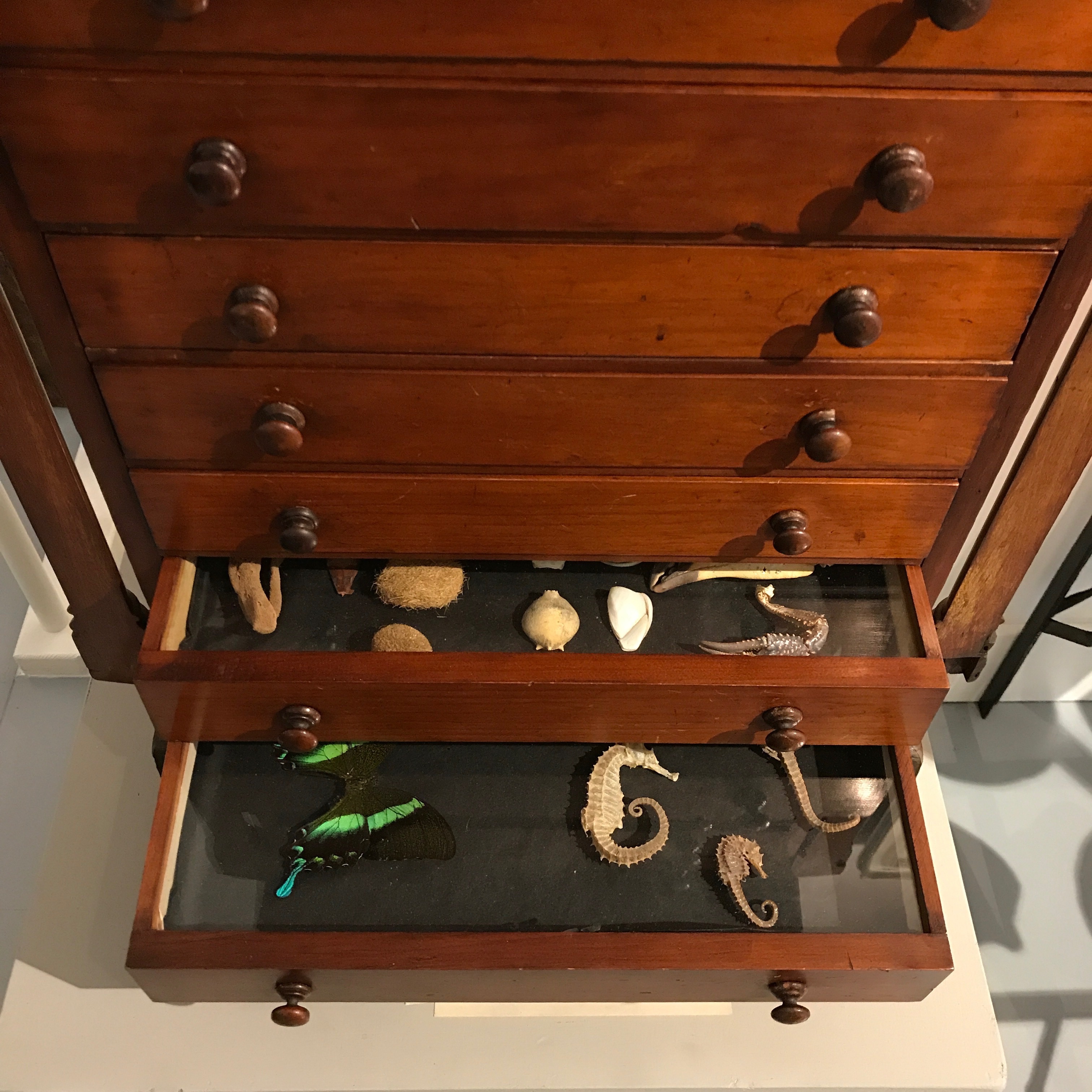 Collector specimen cabinet
