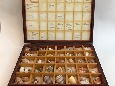 Collector specimen case
