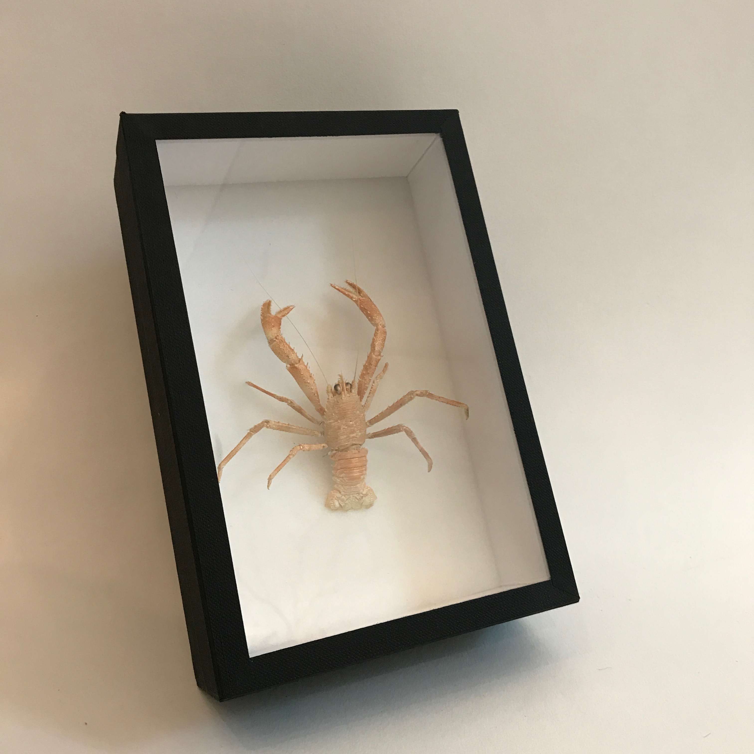Crustacean specimen