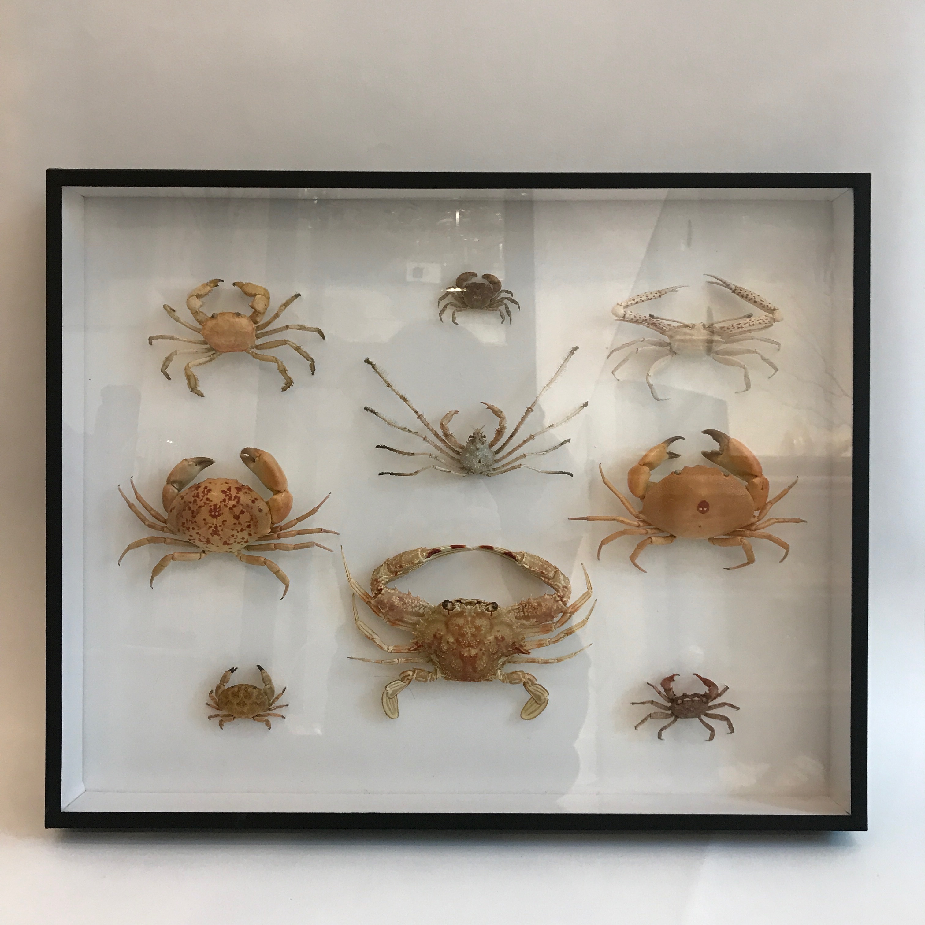 Crab specimen museum box