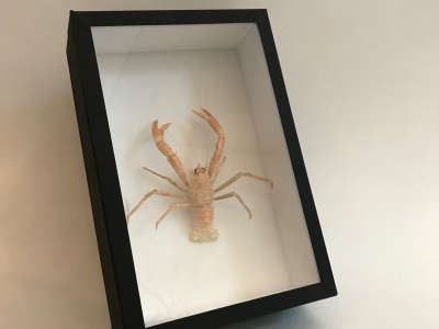 Crustacean specimen