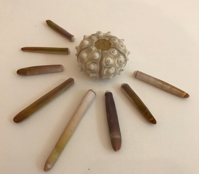 Sea urchin skeleton and pens